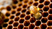 Honeycomb Image